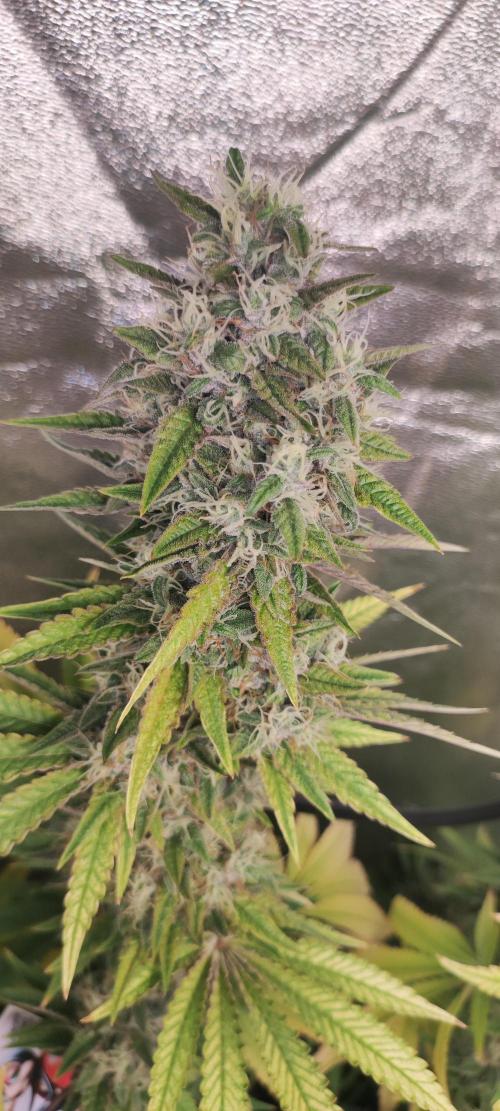 Lambeijax #2. Week 13