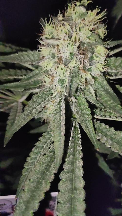 Colombian Gold