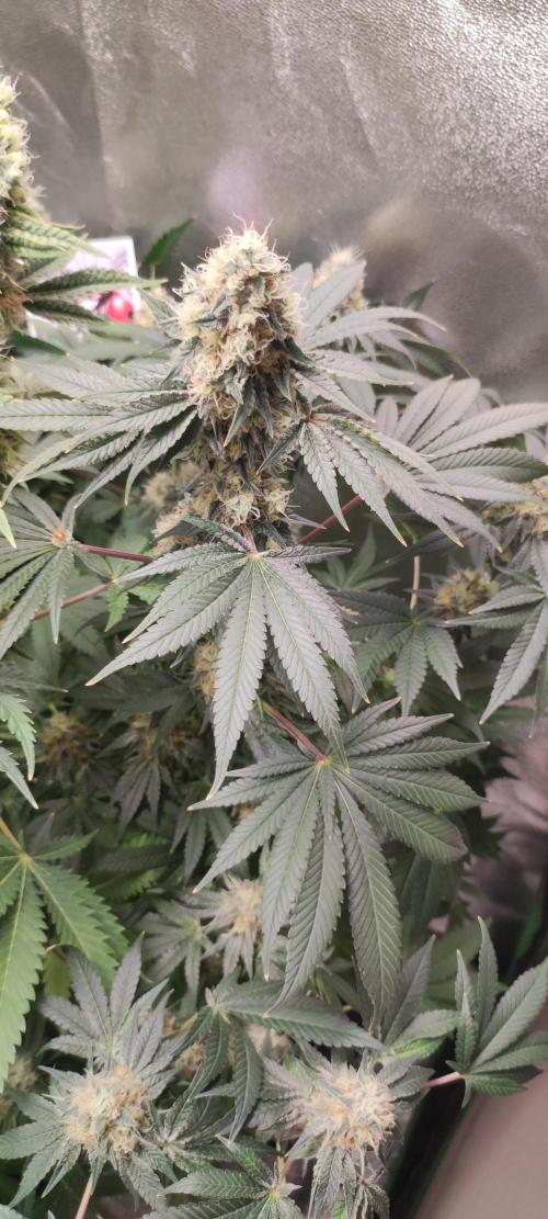 Colombian Gold. Week 13