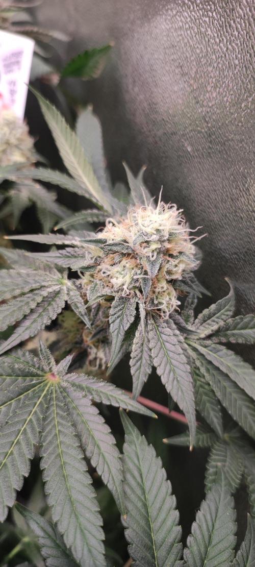 Colombian Gold. Week 13