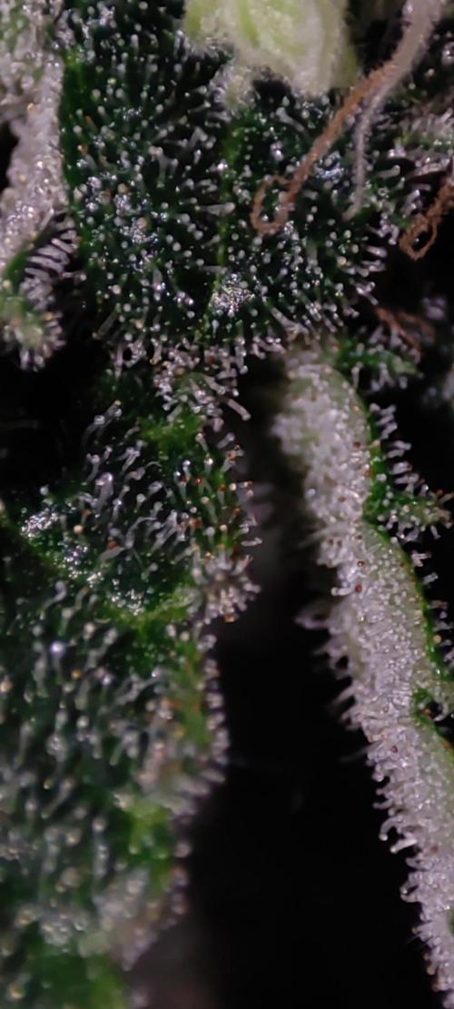 Godness Flower #2. Week 13