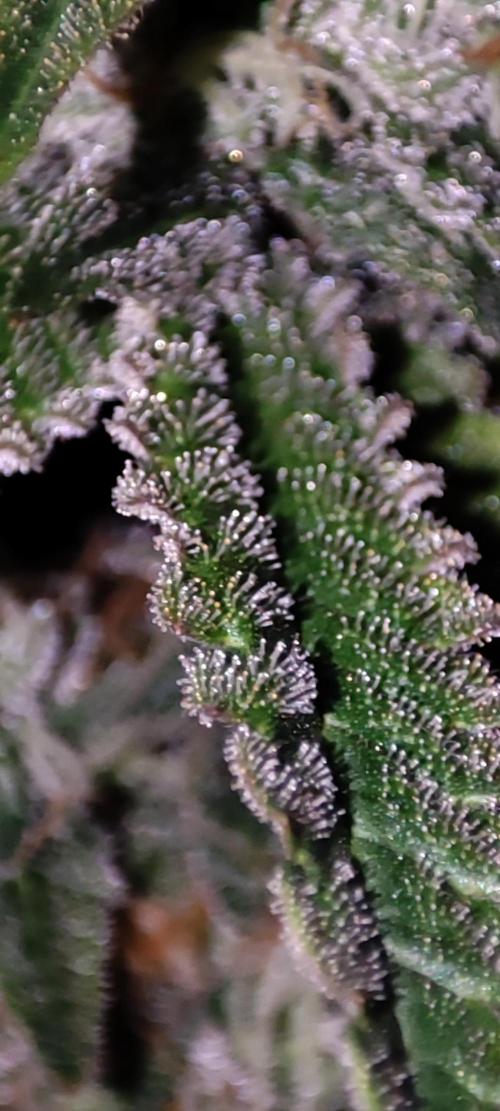 Godness Flower #2. Week 13