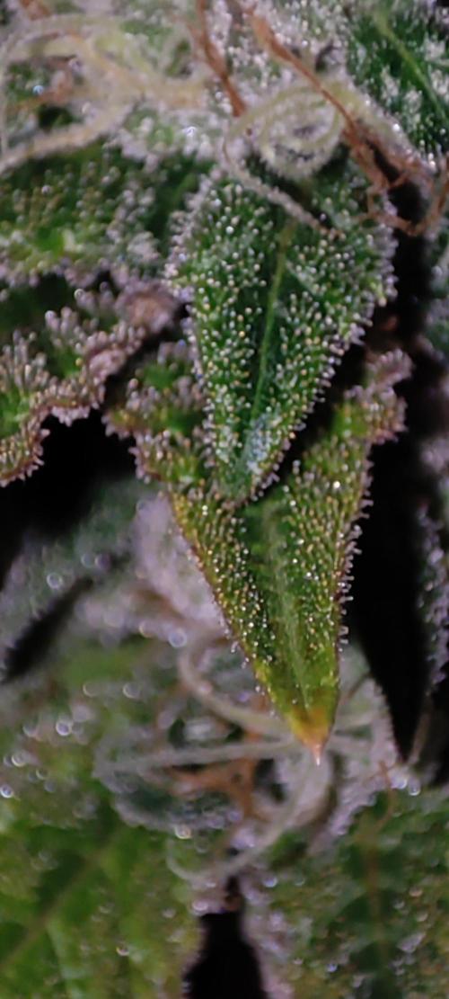 Lambeijax #2. Week 13