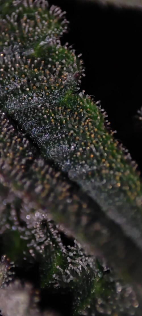 Lambeijax #2. Week 13