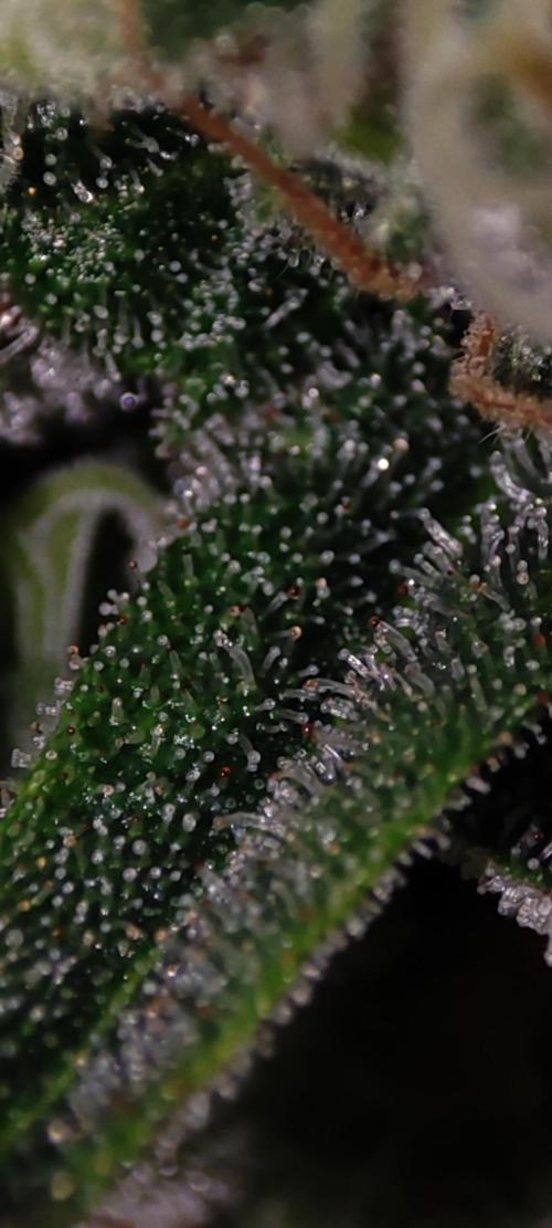 Godness Flower #2. Week 13