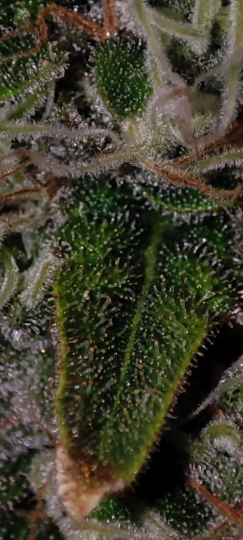 Godness Flower #2. Week 13