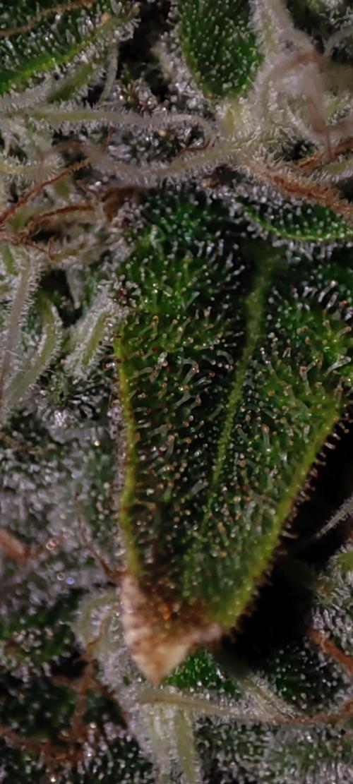 Godness Flower #2. Week 13