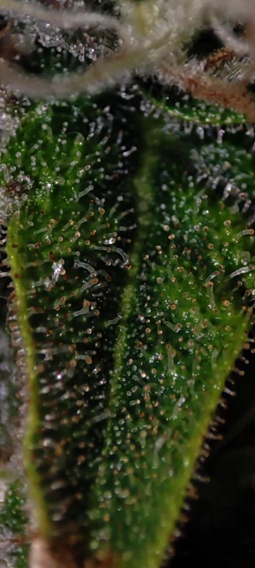 Godness Flower #2. Week 13