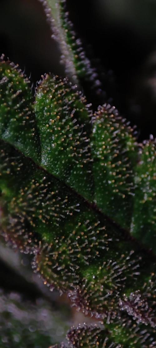 Godness Flower #2. Week 13