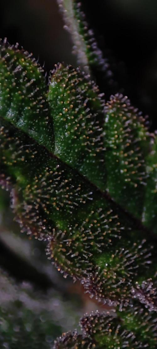 Godness Flower #2. Week 13