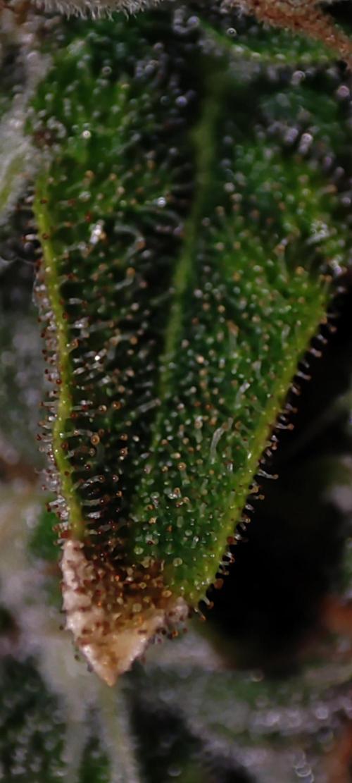 Godness Flower #2. Week 13