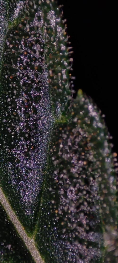 Godness Flower #2. Week 13