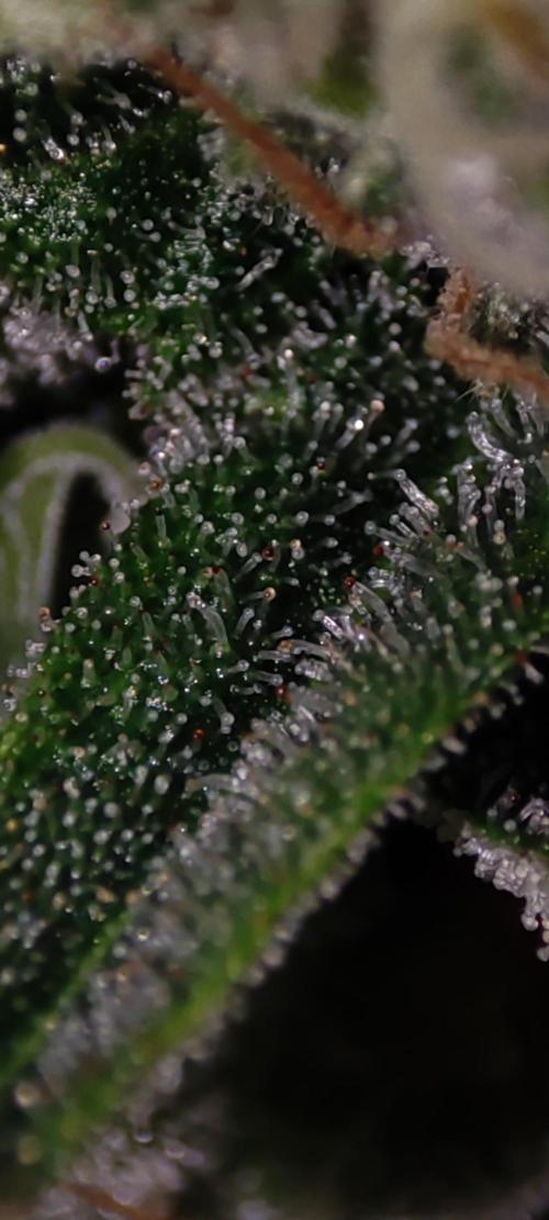 Godness Flower #2. Week 13