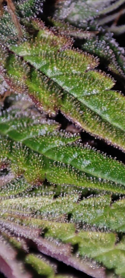 Godness Flower #2. Week 13