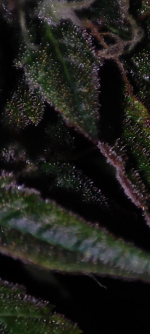 Godness Flower #2. Week 13