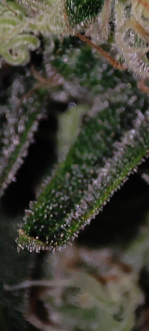 Godness Flower #2. Week 13