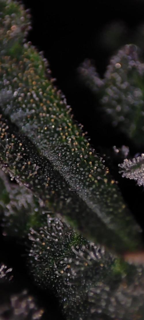 Godness Flower #2. Week 13