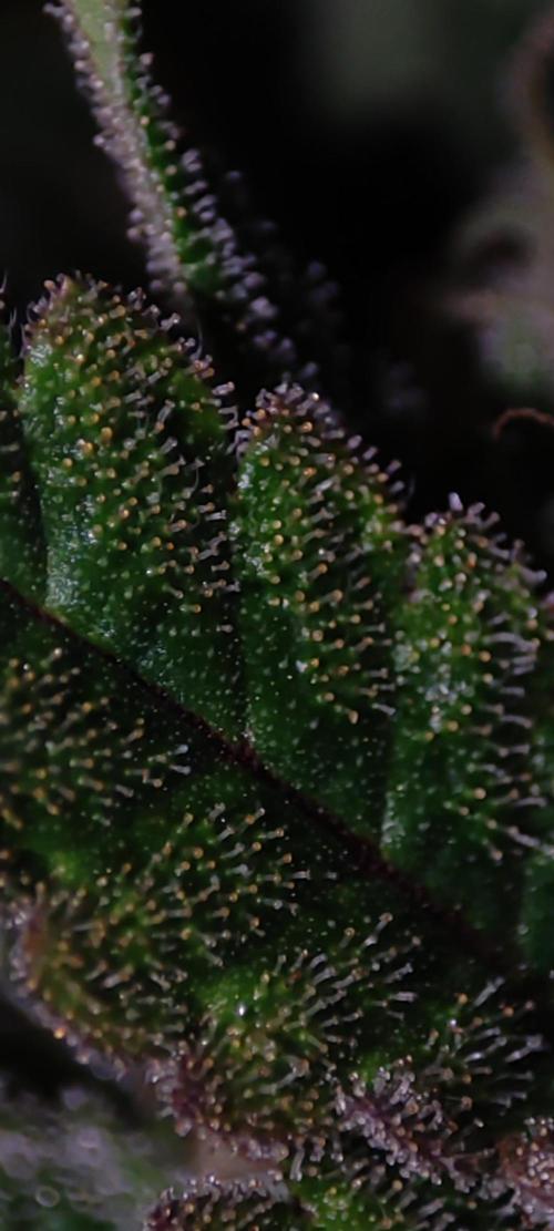 Godness Flower #2. Week 13