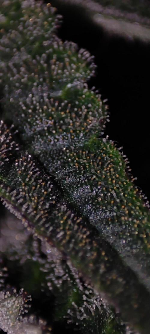 Colombian Gold. Week 13