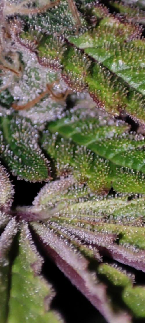 Colombian Gold. Week 13