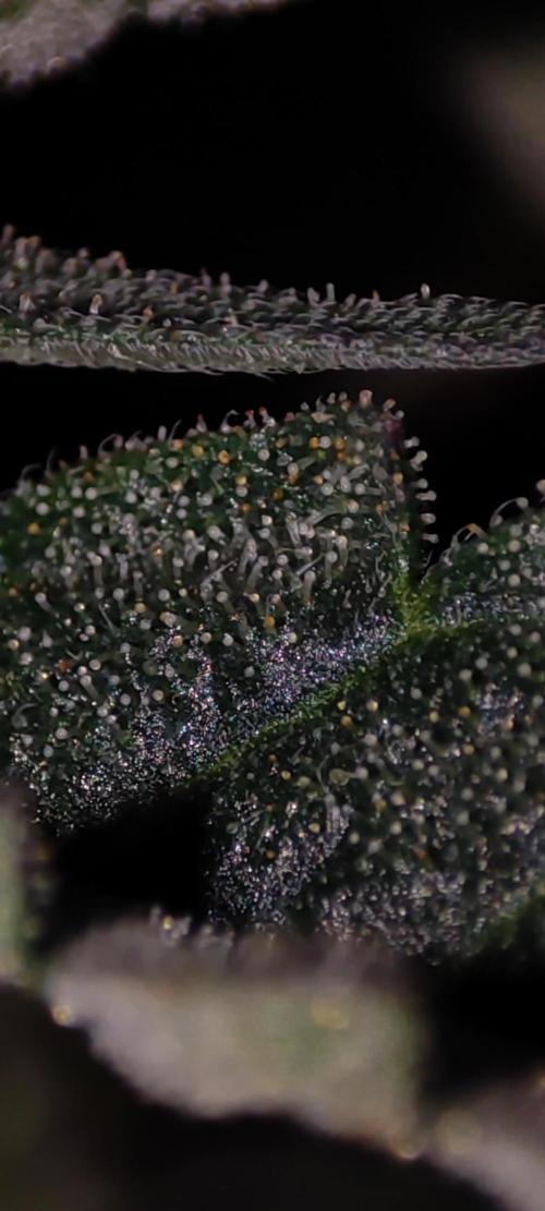 Colombian Gold. Week 13