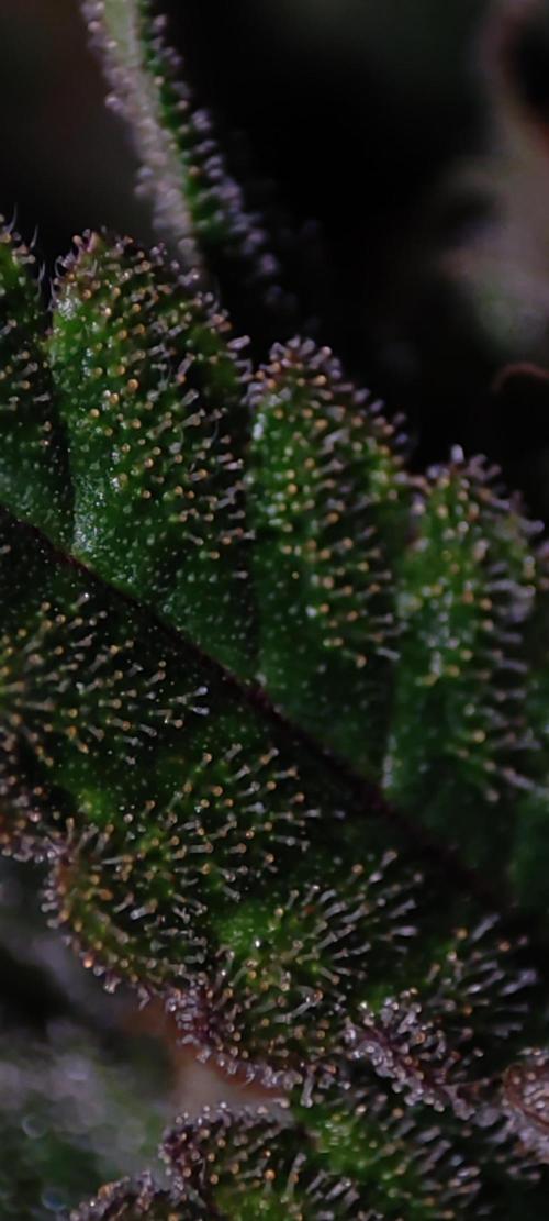 Colombian Gold. Week 13