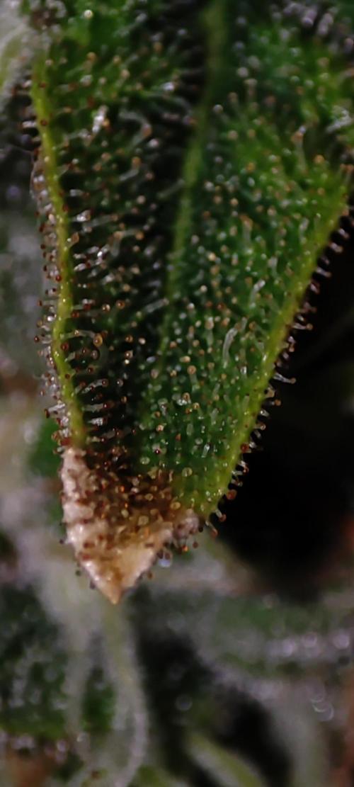 Colombian Gold. Week 13