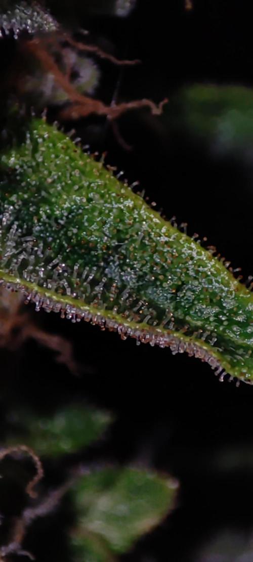 Colombian Gold. Week 13