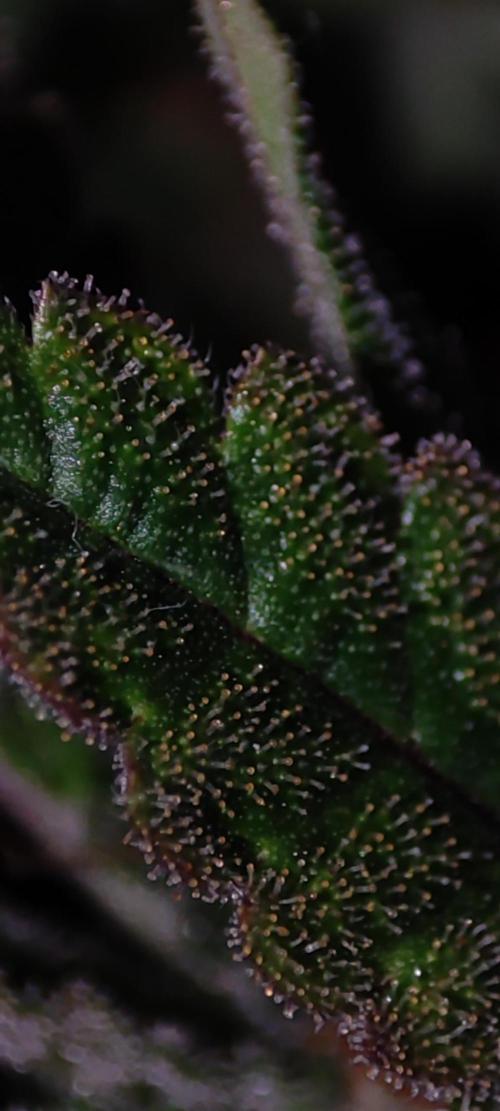 Godness Flower. Week 13