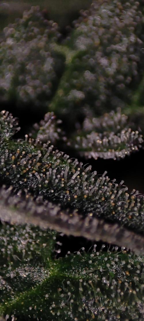 Godness Flower. Week 13