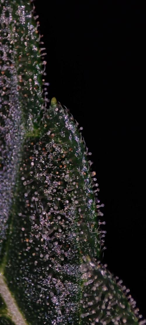 Godness Flower. Week 13