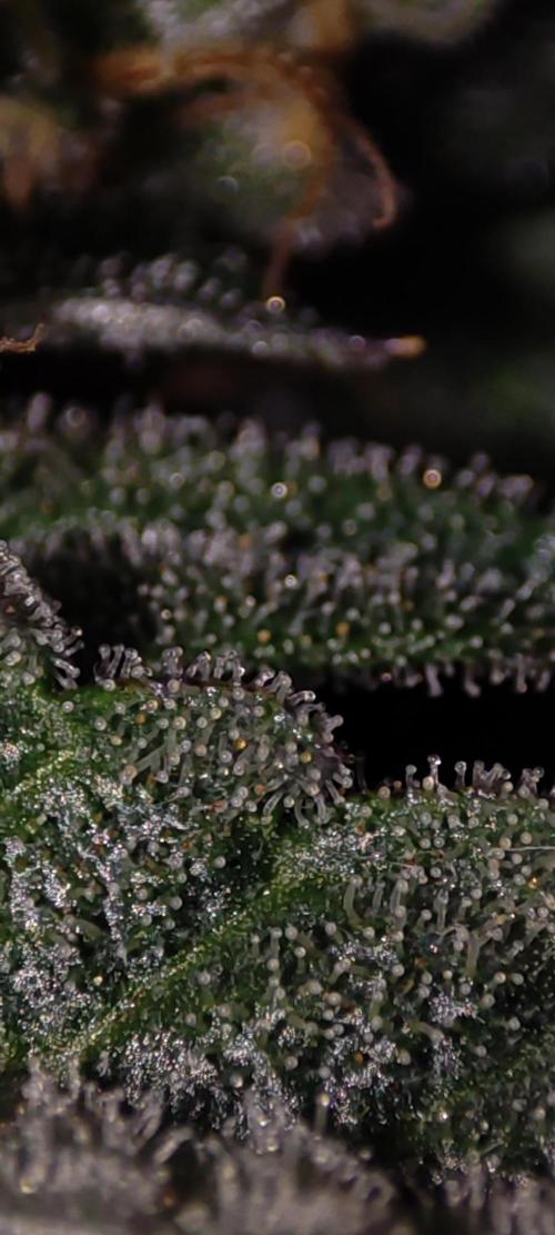 Godness Flower. Week 13