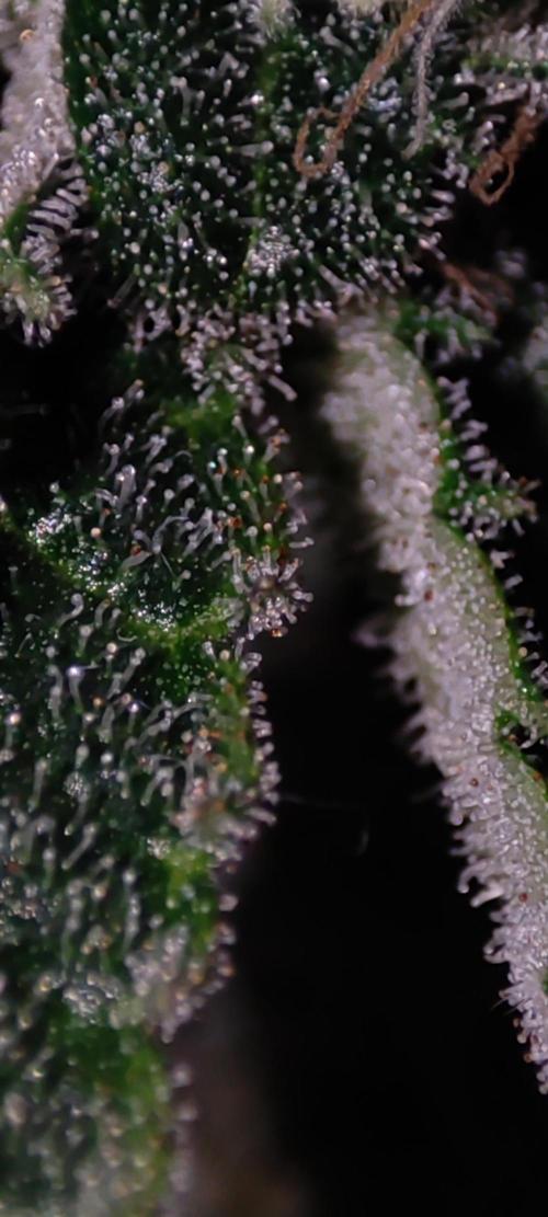 Godness Flower. Week 13