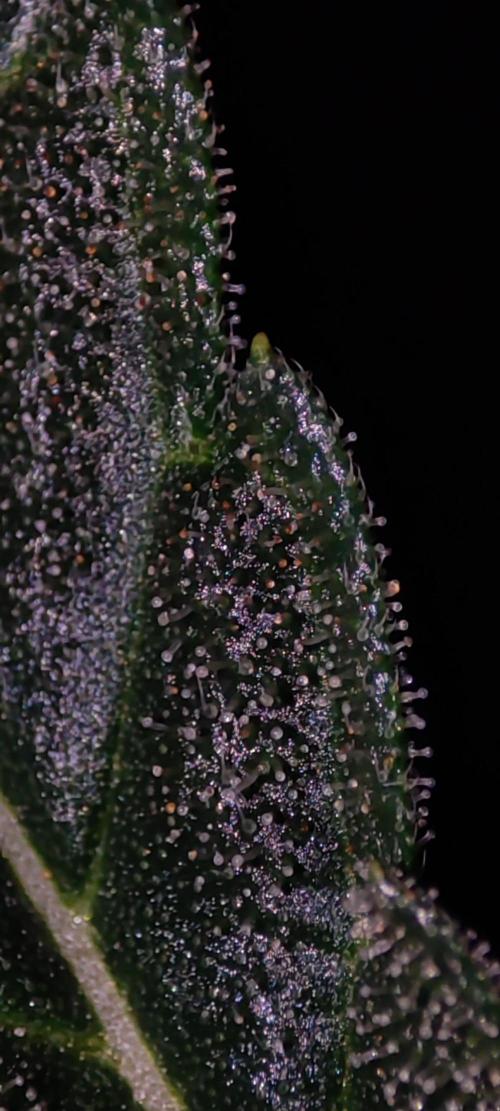 Godness Flower. Week 13