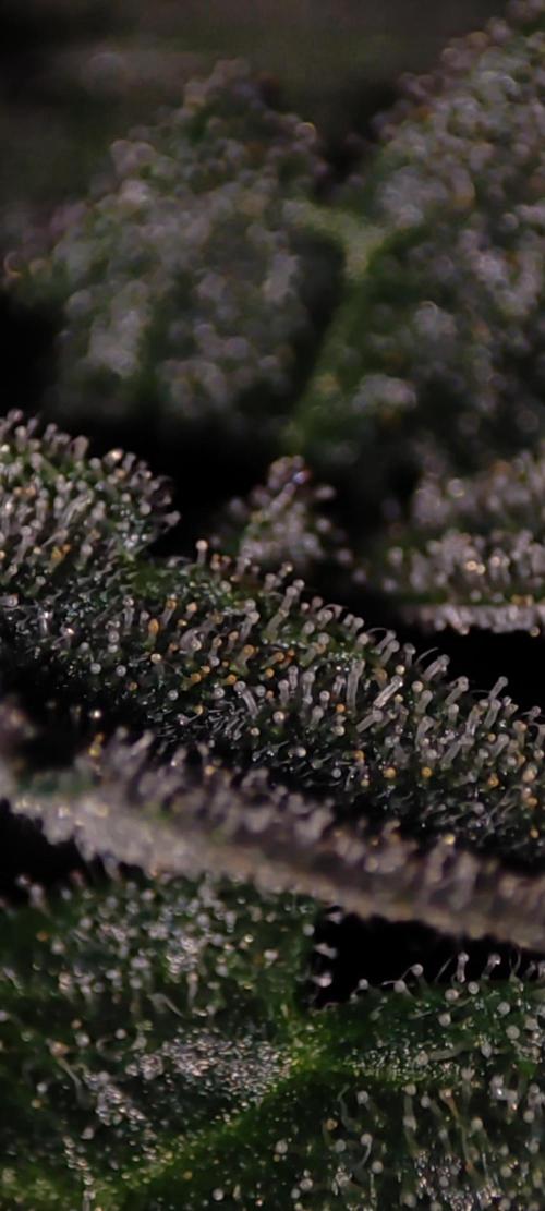 Godness Flower. Week 13