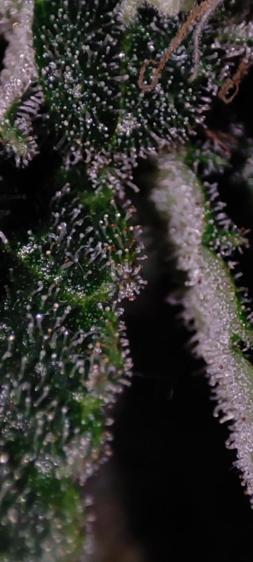 Godness Flower. Week 13