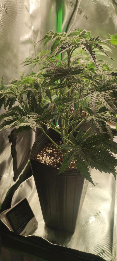 White Widow x Freakshow. Week 6