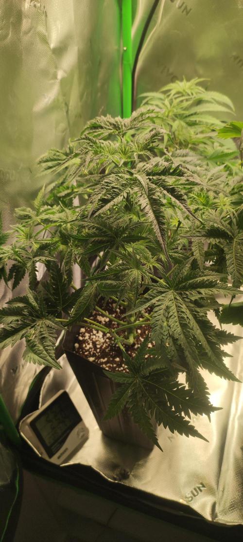 White Widow x Freakshow. Week 6