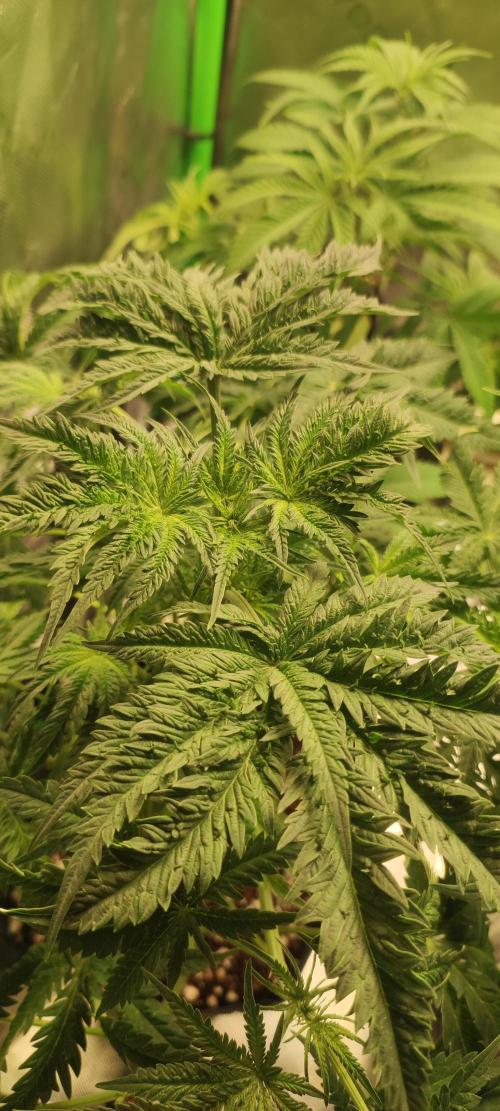 White Widow x Freakshow. Week 6