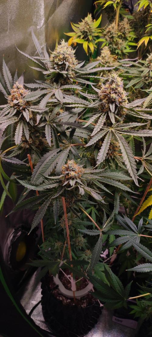 Godness Flower. Week 14