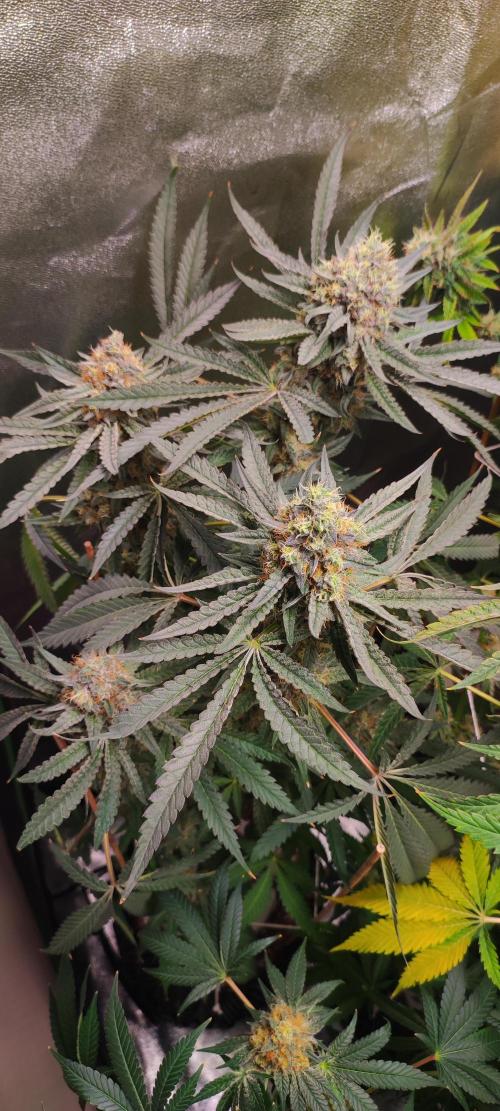 Godness Flower. Week 14