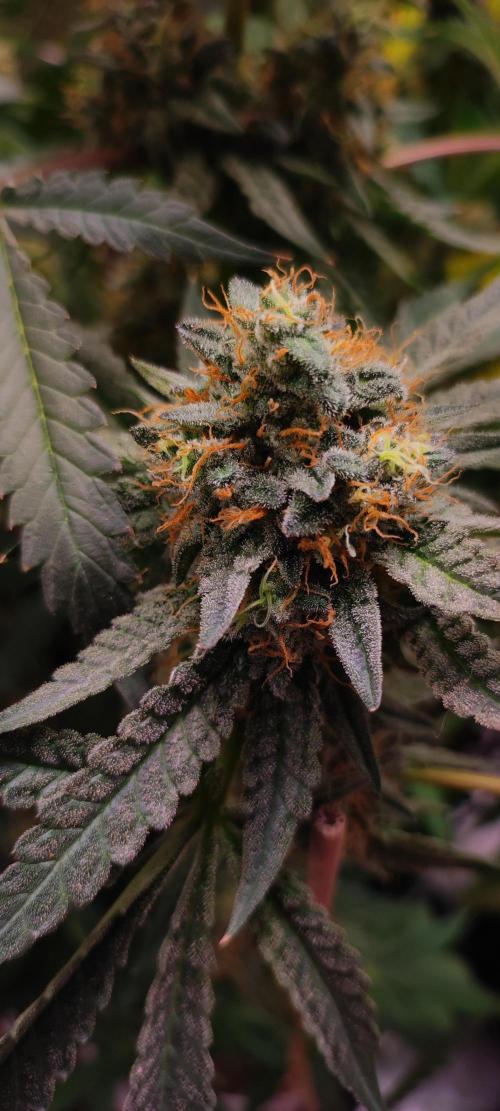 Godness Flower. Week 14