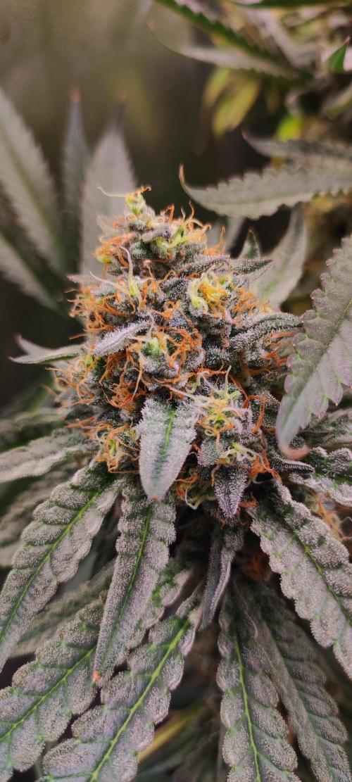 Godness Flower. Week 14