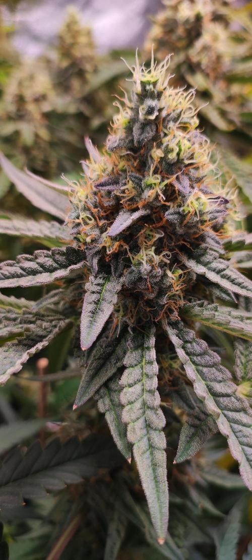 Godness Flower. Week 14