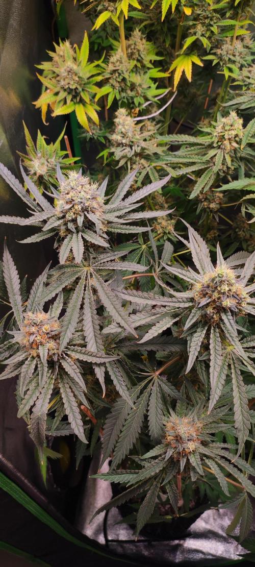 Godness Flower. Week 14