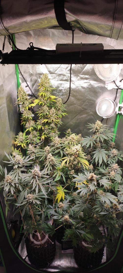 Godness Flower. Week 14