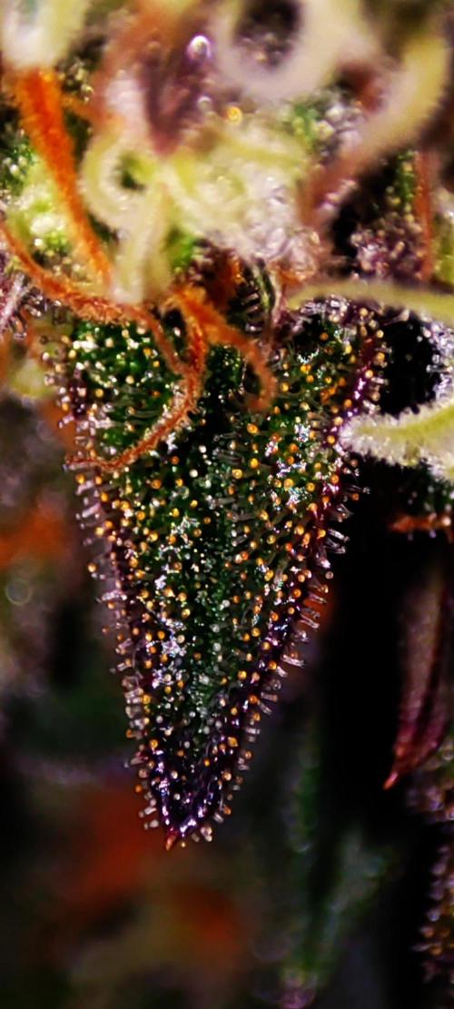 Godness Flower. Week 14