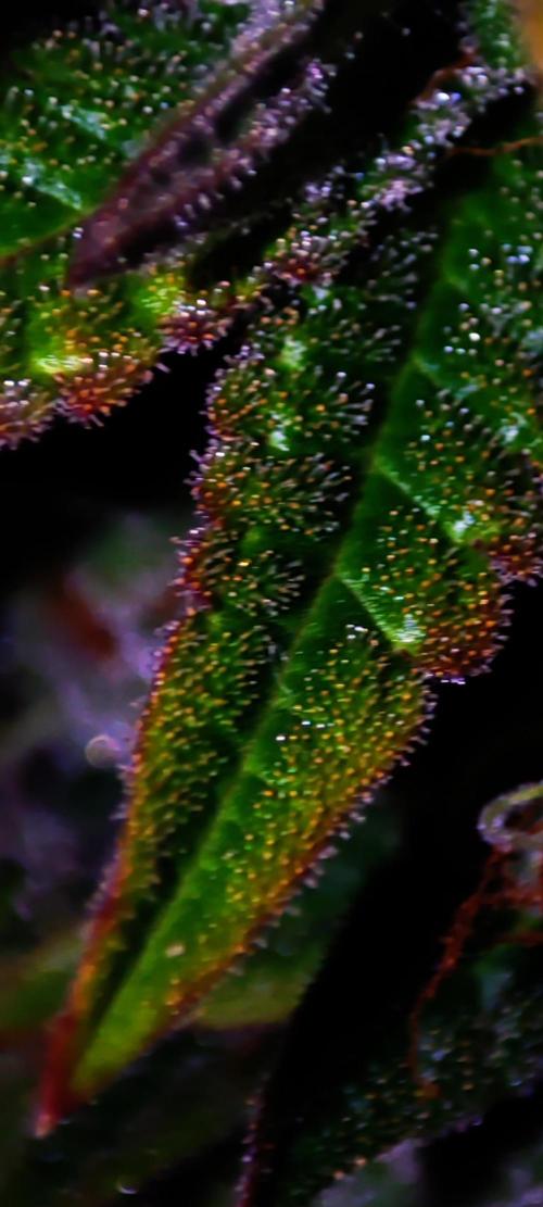 Godness Flower. Week 14