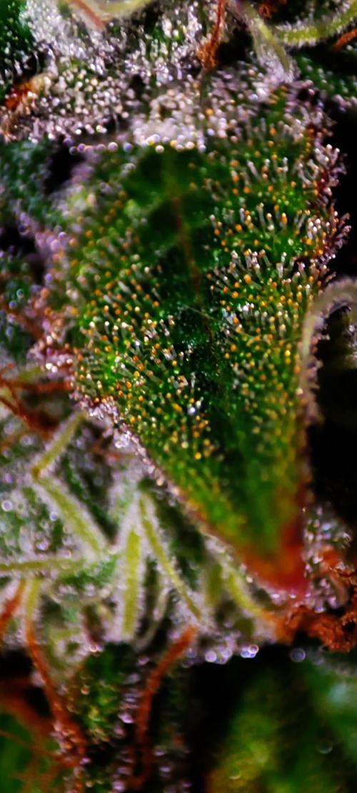 Godness Flower. Week 14