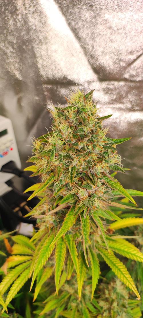 Lambeijax #2. Week 14